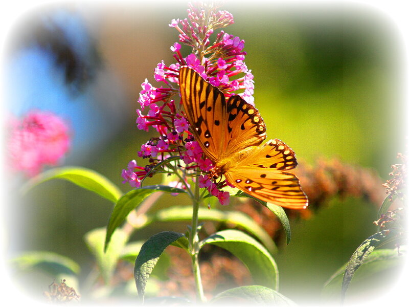 Butterfly on pink flowers