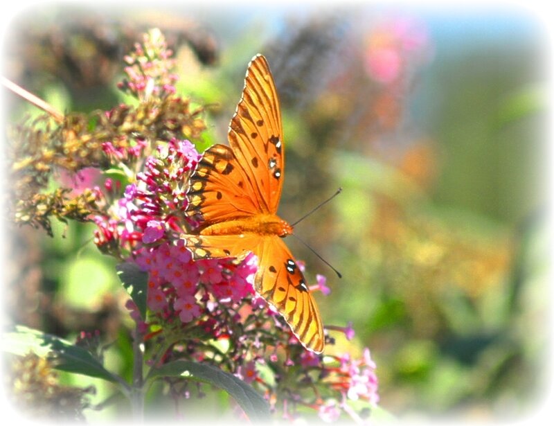 butterfly on pink flowers