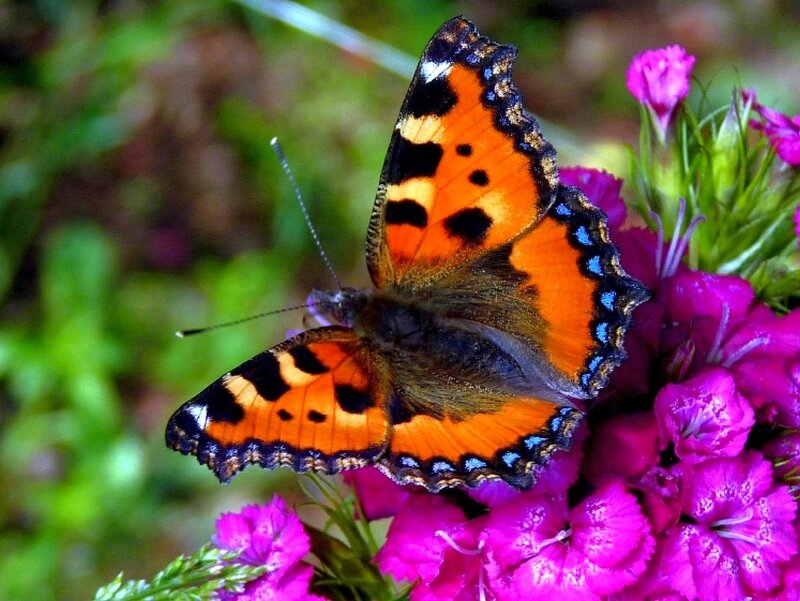 butterfly on pink flowers