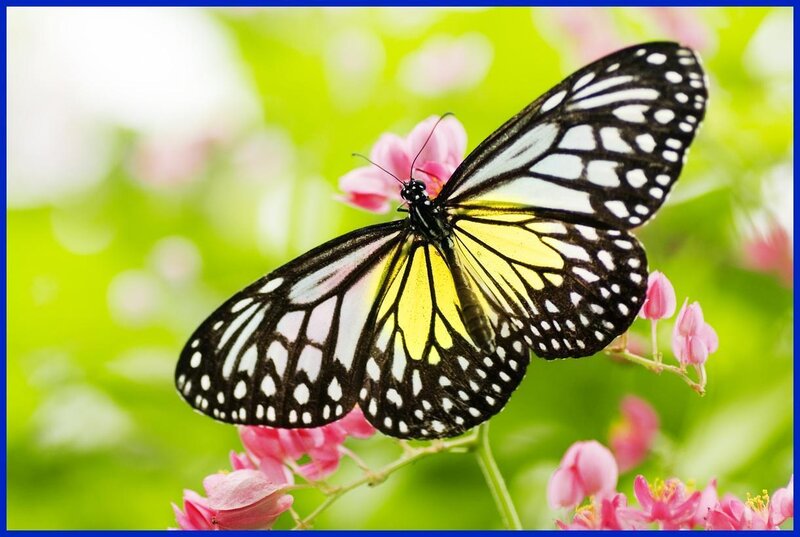 Butterfly on pink flowers