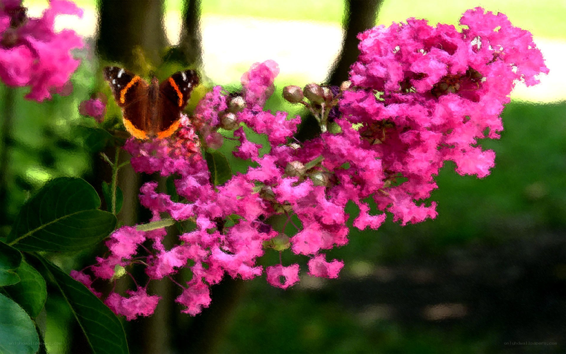 butterfly on pink flowers