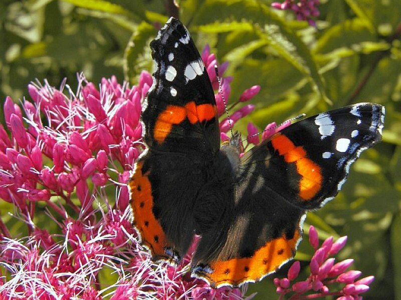 butterfly on pink flowers