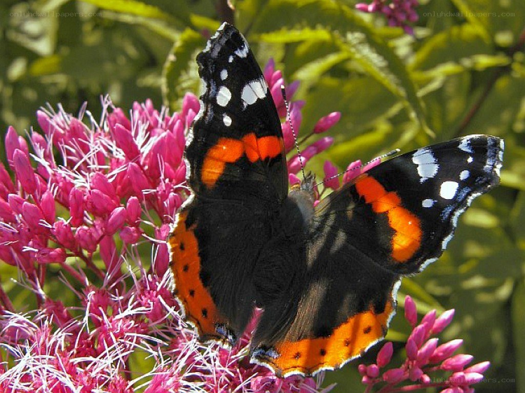 butterfly on pink flowers