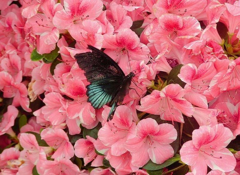 butterfly on pink flowers