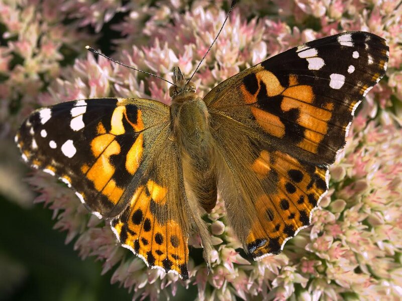 butterfly on pink flowers