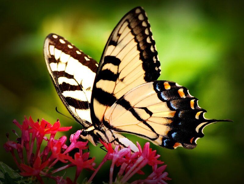 Butterfly on pink flowers