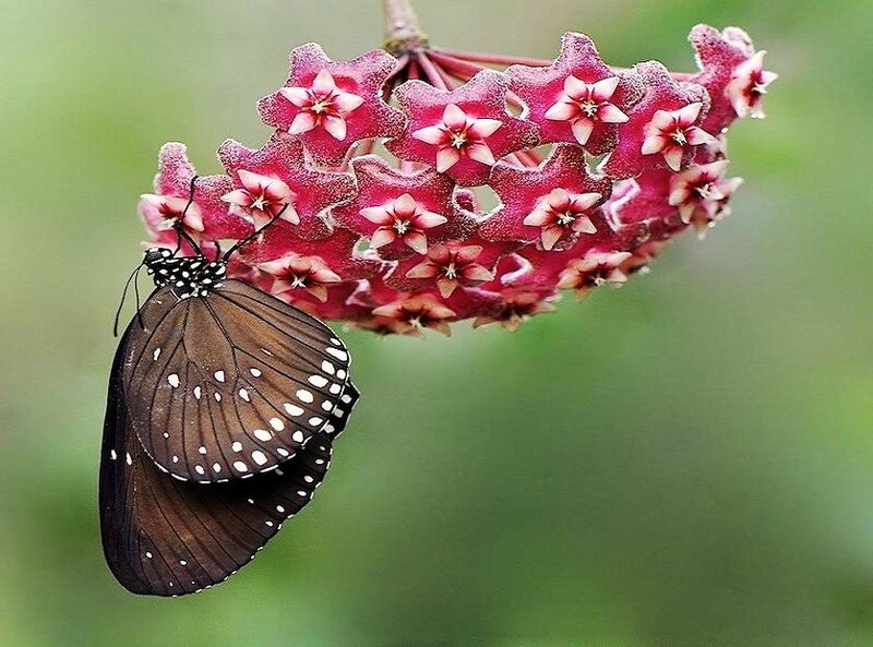 Butterfly on pink flowers