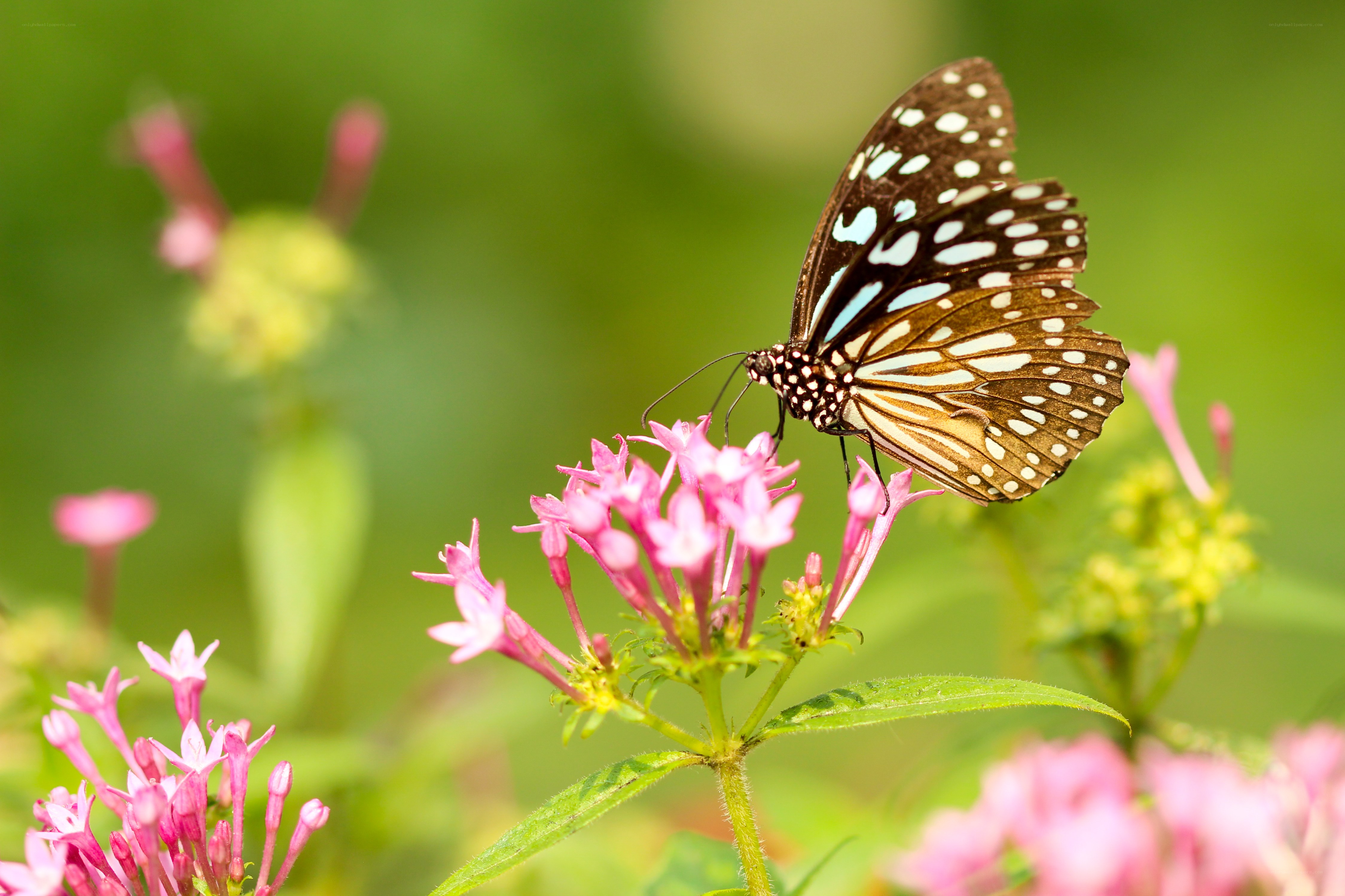 Butterfly on pink flowers