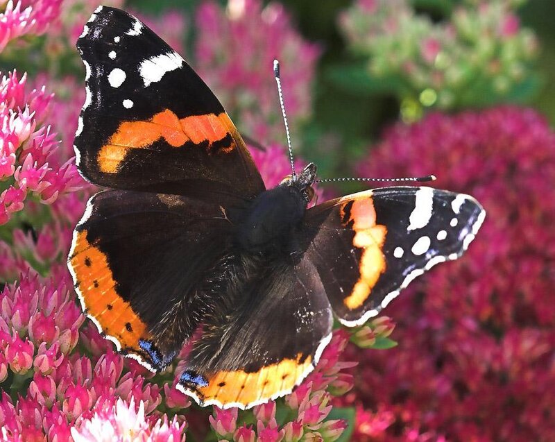 Butterfly on Pink Flowers — Black, Calm