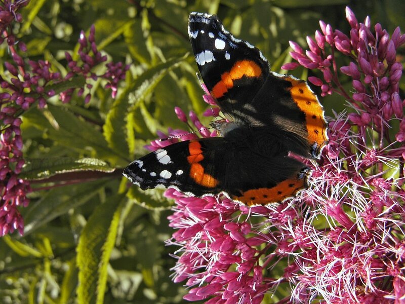 Butterfly on Pink Flowers — Black