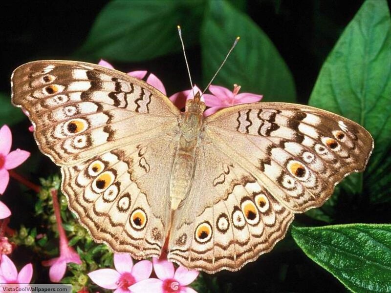 Butterfly on Pink Flowers — Brown, Calm