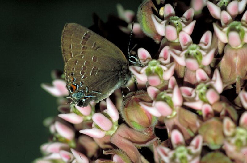 Butterfly on Pink Flowers — Brown