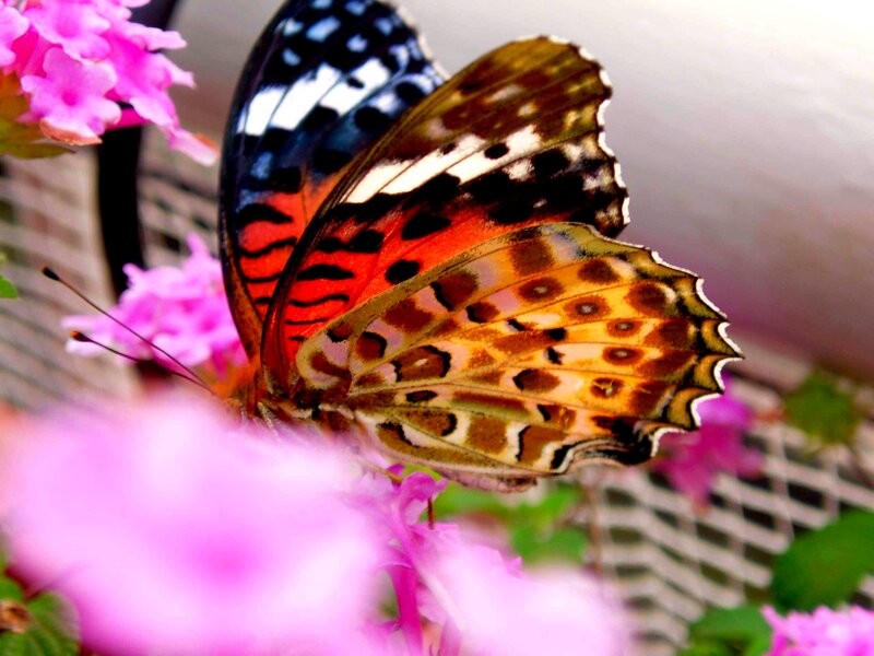 Butterfly on Pink Flowers — Calm, Afternoon, Photograph, Netting