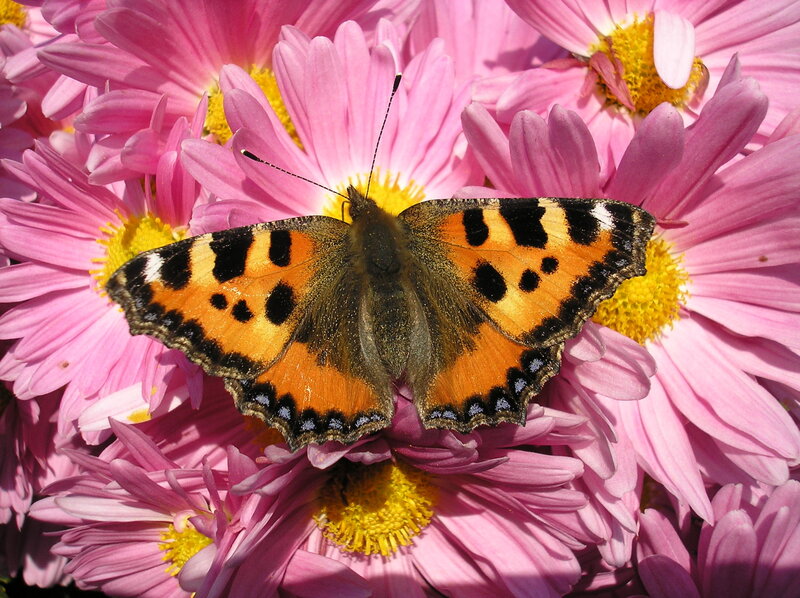 Butterfly on Pink Flowers — Calm, Afternoon, Photograph