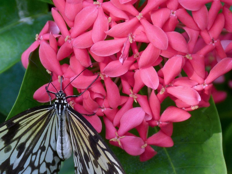 Butterfly on Pink Flowers — Calm, Afternoon