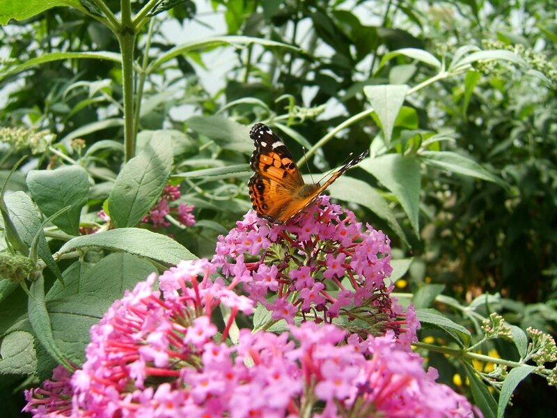 Butterfly on Pink Flowers — Calm, Summer, Photograph, Leaves