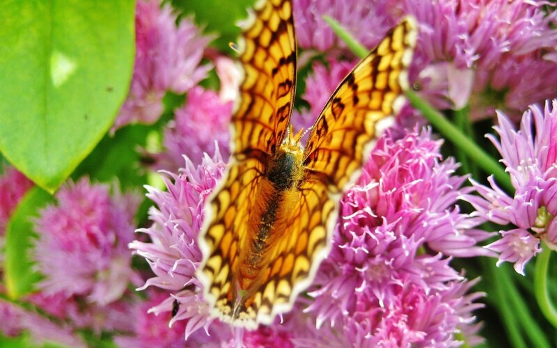 Butterfly on Pink Flowers — Calm, Summer