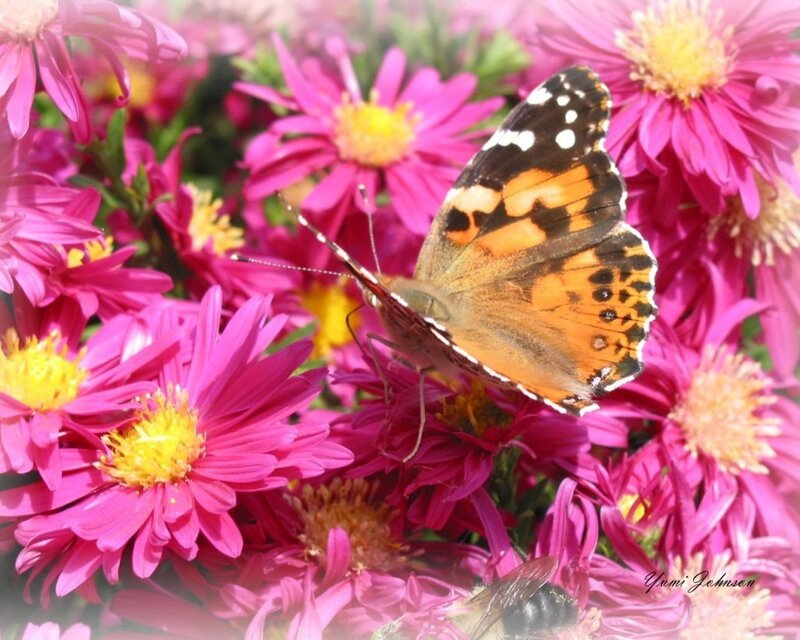 Butterfly on Pink Flowers — Calm