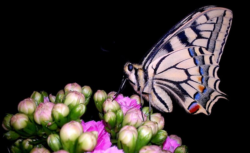 Butterfly on Pink Flowers — Dramatic