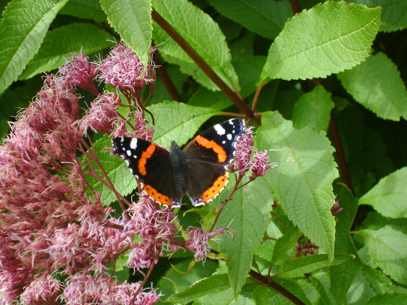Butterfly on Pink Flowers — Green