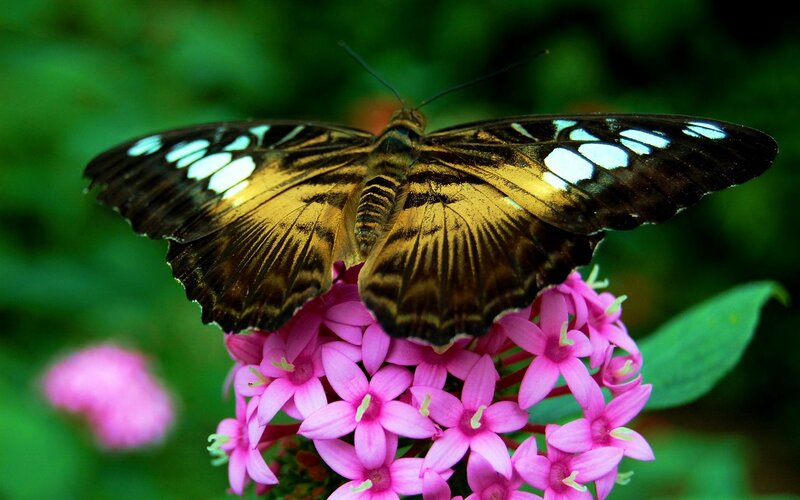 Butterfly on Pink Flowers — Natural