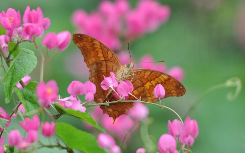 Butterfly on Pink Flowers — Serene, Afternoon, Photograph