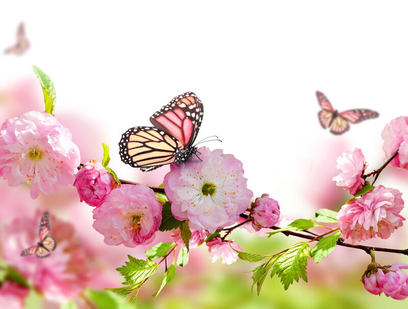 Butterfly on Pink Flowers — Serene, Spring, Photograph, Butterflies