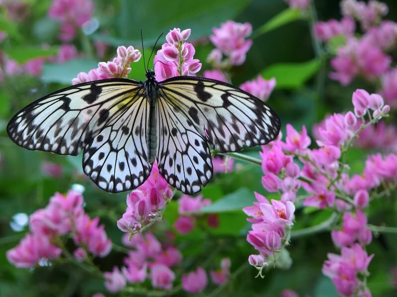 Butterfly on Pink Flowers — Serene, Spring, Photograph