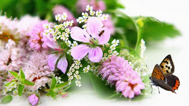 Butterfly on Pink Flowers — Serene