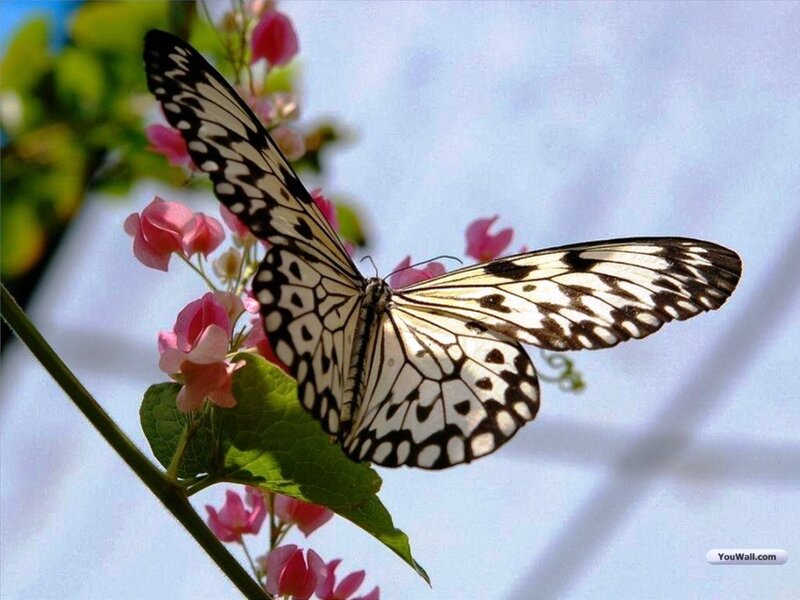 Butterfly on Pink Flowers — White, Serene, Afternoon