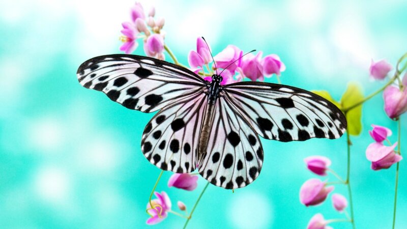 Butterfly on Pink Flowers — White, Serene, Spring