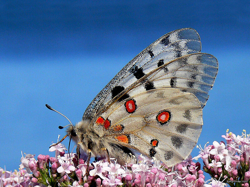 Butterfly on Pink Flowers — White, Serene