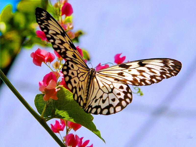 Butterfly on Pink Flowers — White
