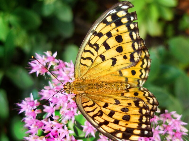 Butterfly on Pink Flowers — Yellow