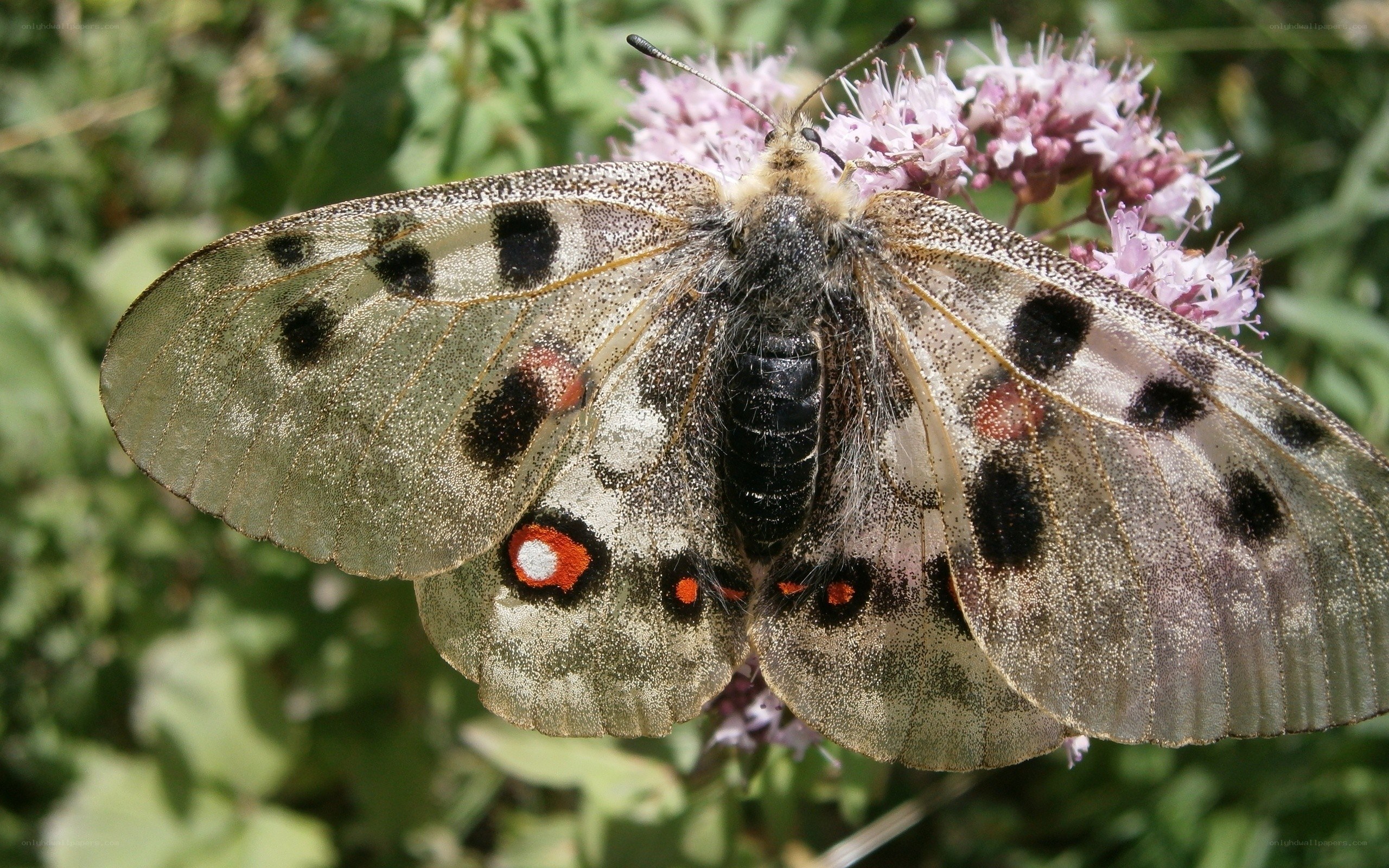 butterfly on pink flowers