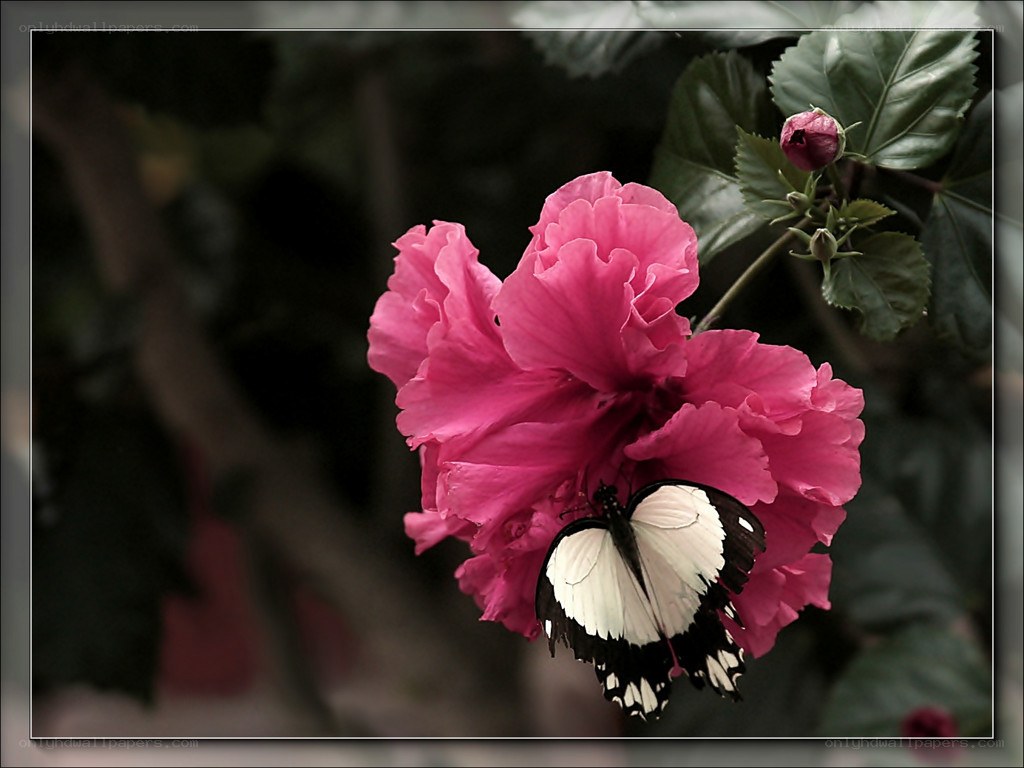 butterfly on pink hibiscus