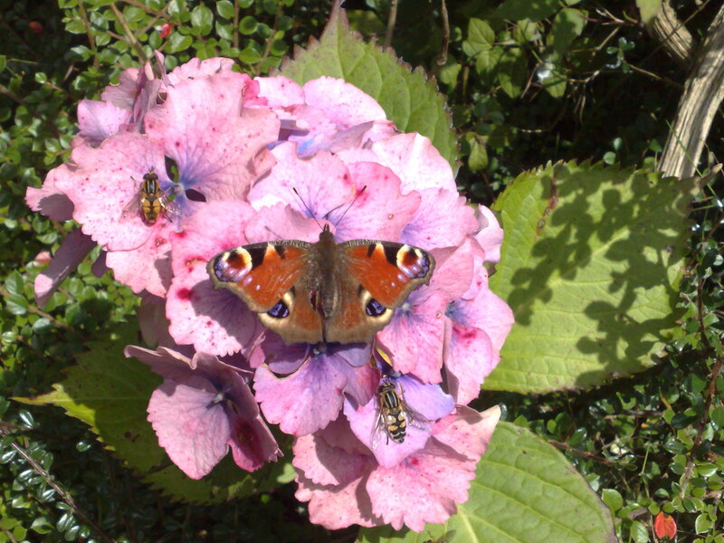 Butterfly on pink hydrangea