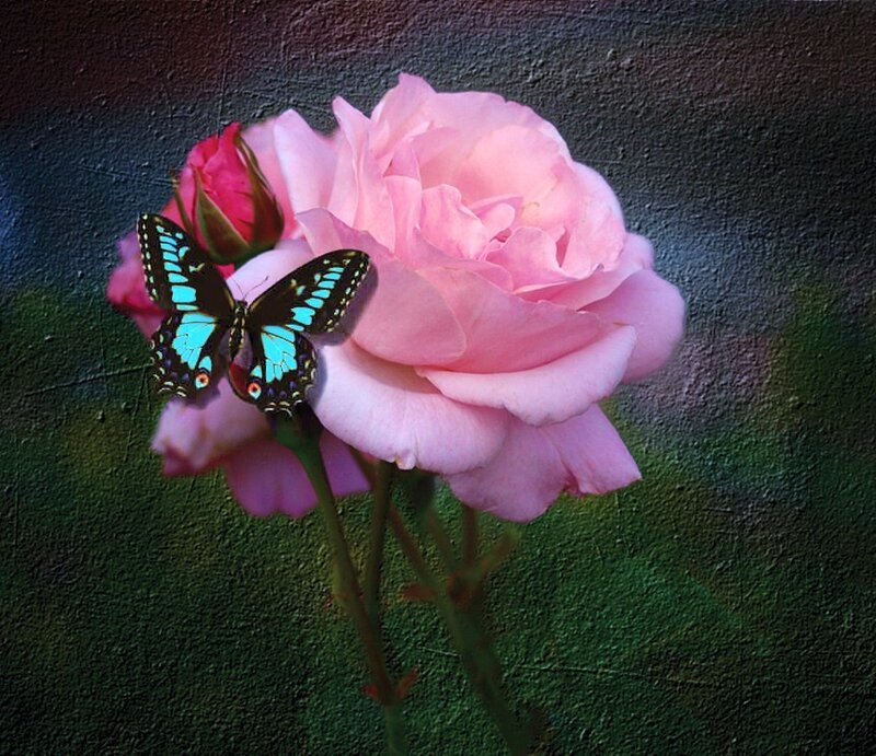 butterfly on pink rose