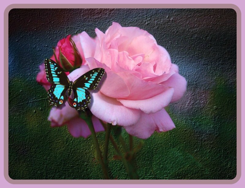 Butterfly on Pink Rose — Serene