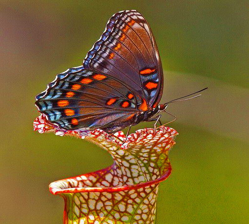 Butterfly on Pitcher Plant