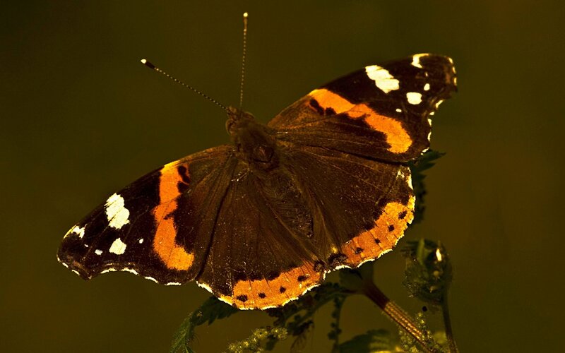 Butterfly on Plant — Brown, Dramatic