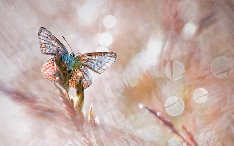 Butterfly on Plant — Brown