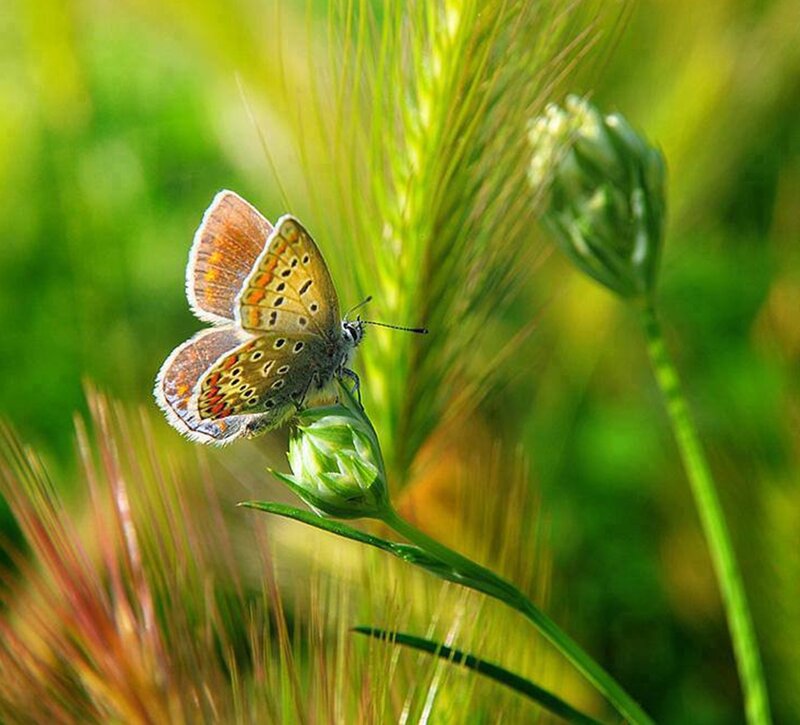Butterfly on Plant — Green, Serene, Afternoon