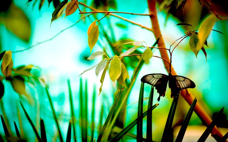 Butterfly on Plant — Green, Serene
