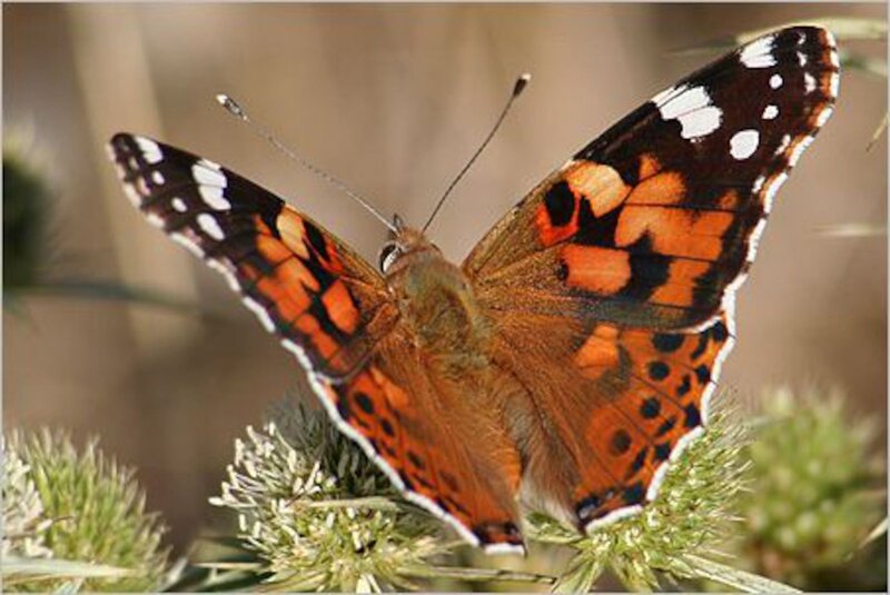 Butterfly on Plant — Orange, Calm