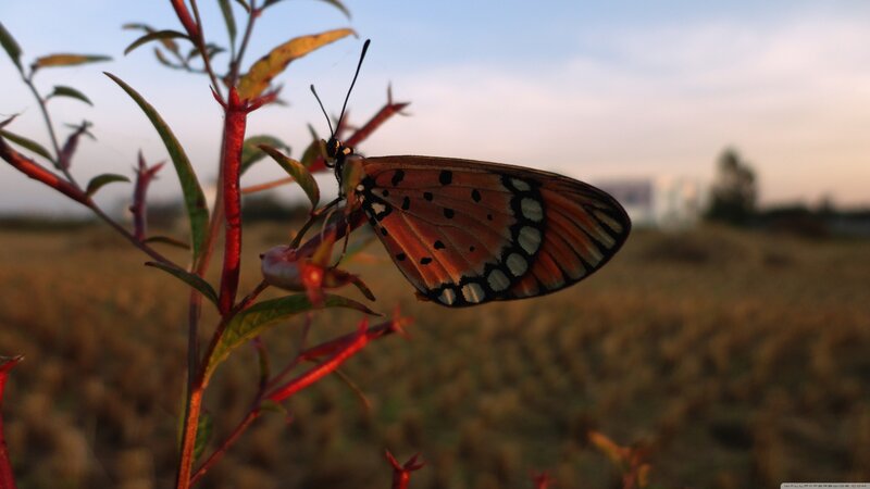 Butterfly on Plant — Orange