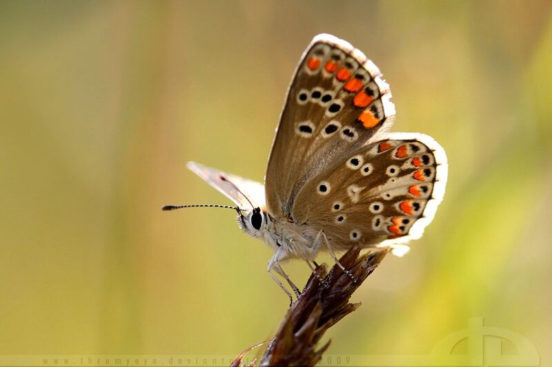 Butterfly on Plant Stem — Brown