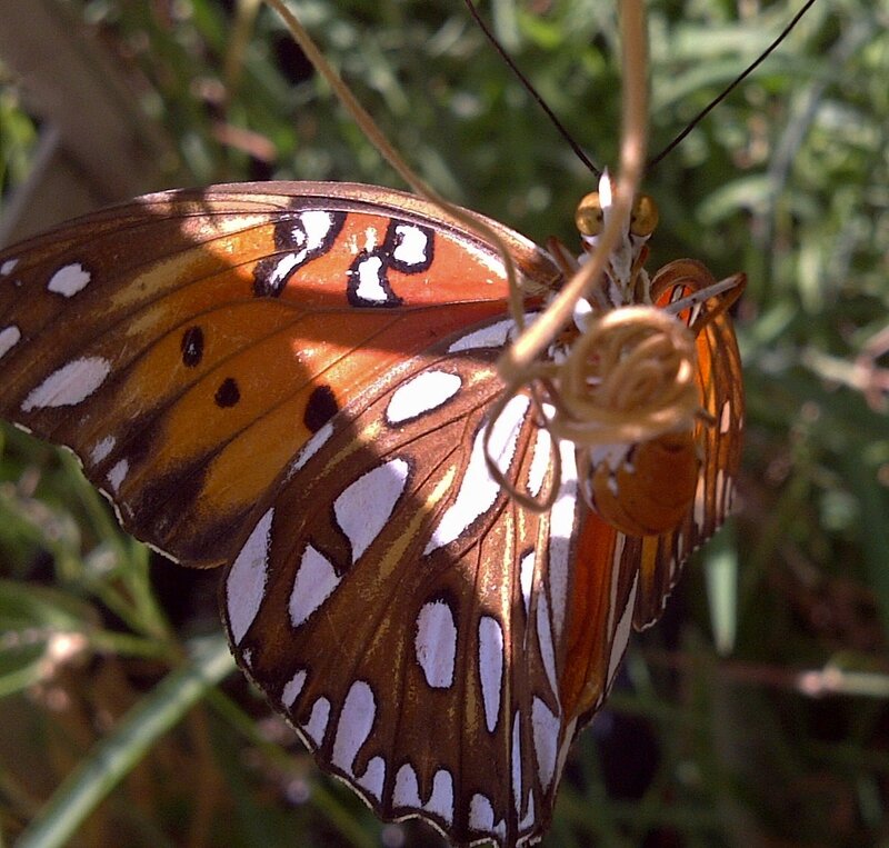 Butterfly on Plant Stem — Orange