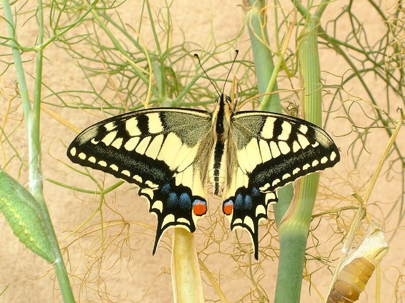 Butterfly on Plant Stem