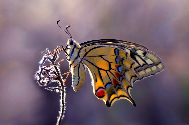 Butterfly on Plant Stem — Yellow
